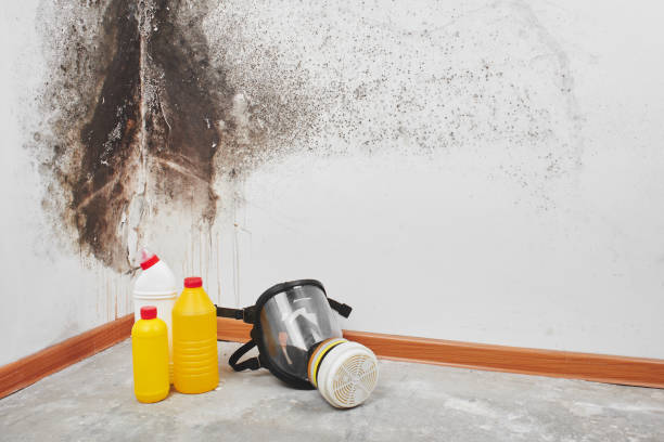 Best Attic Mold Removal  in Tioga, ND