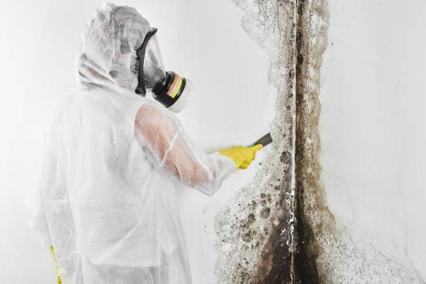Best Residential Mold Removal  in Tioga, ND