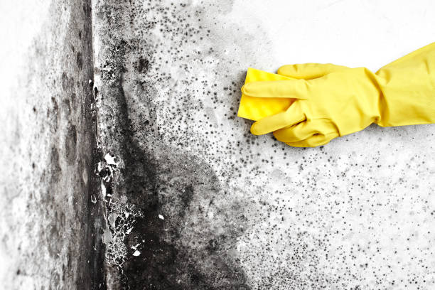 Best Toxic Mold Removal  in Tioga, ND