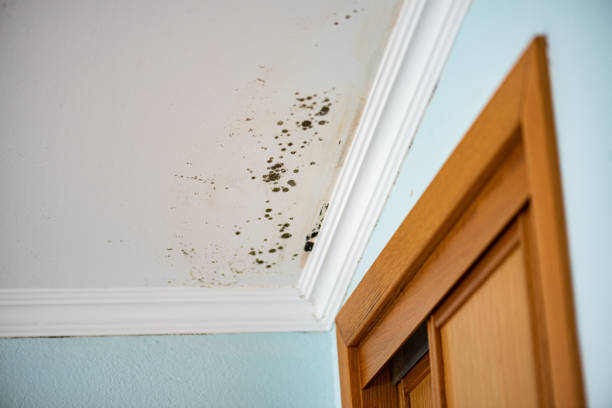 Best Home Mold Removal  in Tioga, ND