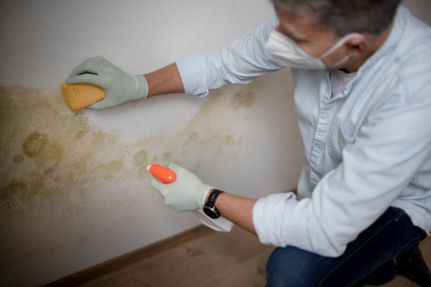 Best Fast Mold Removal  in Tioga, ND