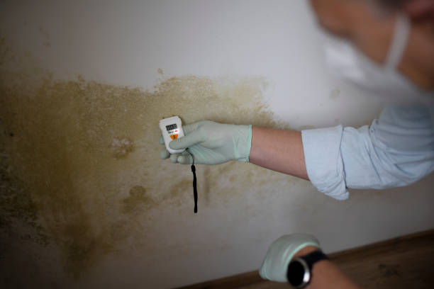 Mold Removal and Inspection in Tioga, ND
