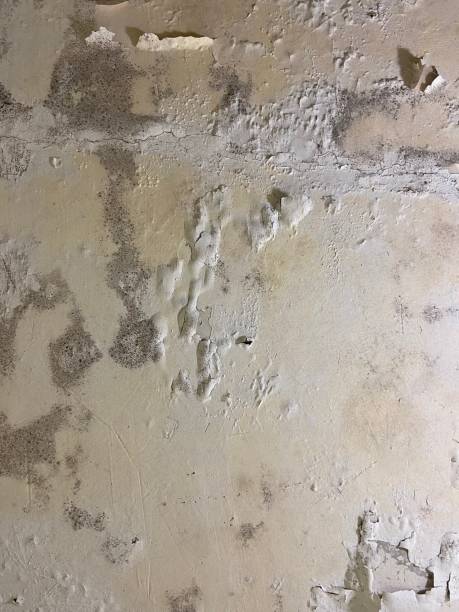 Trusted Tioga, ND Mold Removal Experts