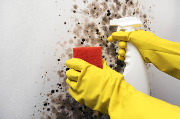 Best Office Mold Removal Services  in Tioga, ND
