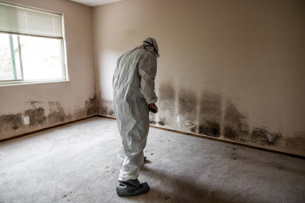 Office Mold Removal Services in Tioga, ND