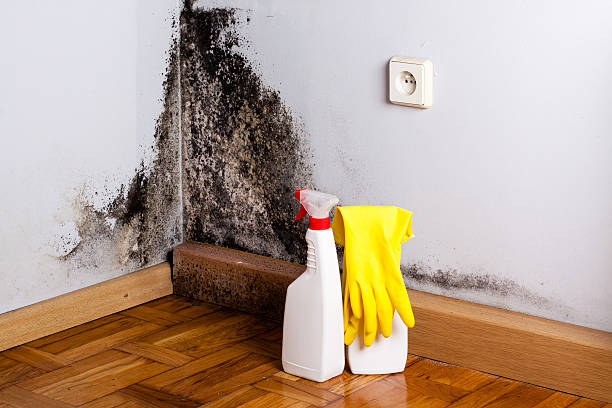 Home Mold Removal in Tioga, ND
