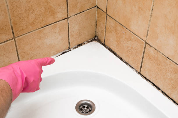 Best Professional Mold Removal  in Tioga, ND